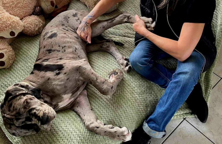 Reconnaître les signes d&rsquo;inconfort chez le chien âgé