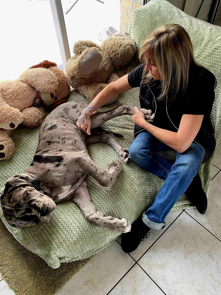 Audrey Dewasmes masse et manipule un dog allemand dans le Nord-Isère.
