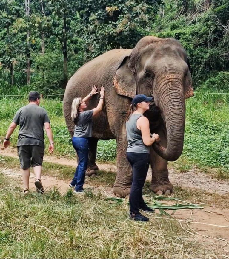 Un éléphant de Thaïlande en cour sde manipulation pour le soulager