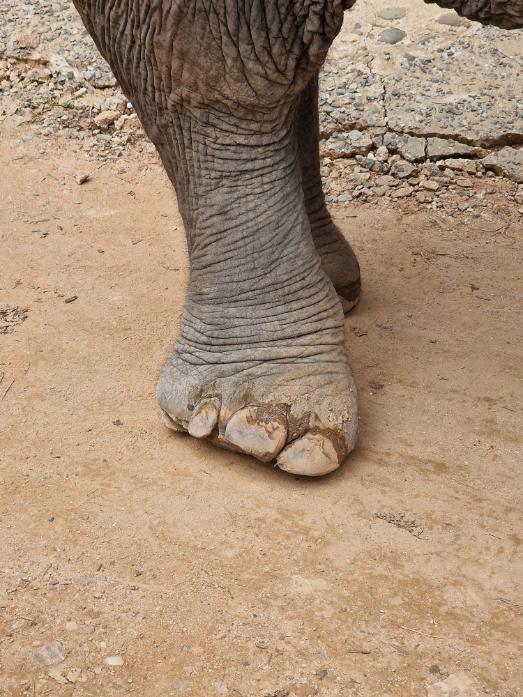 Gros plan du pied d'un éléphant