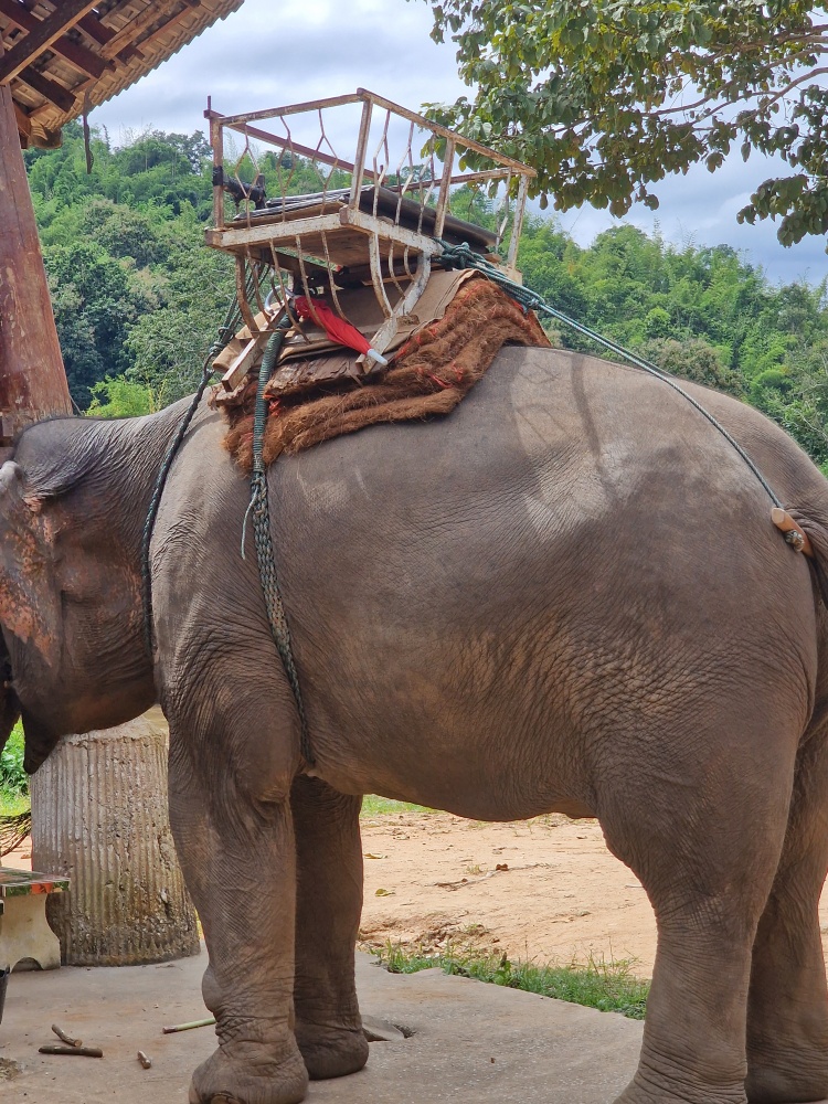 Le howdah installé sur le dos